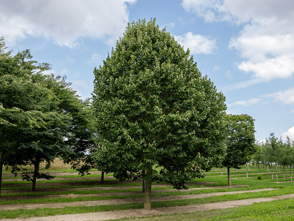 tilia